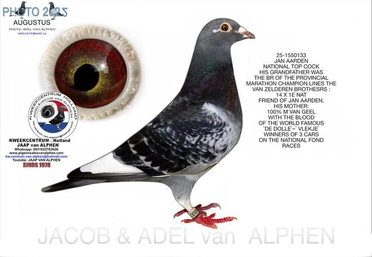 Jan Aarden M 2025, Dieren en Toebehoren, Vogels | Duiven, Postduif, Mannelijk