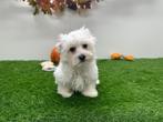 Nestjes Maltezer pups - kleine taille, België, Maltezer, Reu, CDV (hondenziekte)