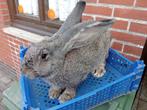 jonge konijn (Vlaamse Reus), Dieren en Toebehoren, Konijnen, Groot