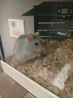 hamster tam, Dieren en Toebehoren, Knaagdieren, Hamster, Augustus, Vrouwelijk, Tam