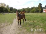 Hengstenveulen, Dieren en Toebehoren, Paarden, Springpaard, Minder dan 160 cm, Gechipt, Niet van toepassing