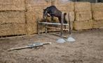 4j ruin pegase x candillo, Dieren en Toebehoren, Paarden