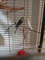 Parkieten ruilen tegen canaries, Dieren en Toebehoren, Vogels | Parkieten en Papegaaien