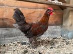 Prachtige kleurlegger haan, Dieren en Toebehoren, Pluimvee, Mannelijk, Kip