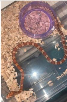 Jonge Korenslangen, Animaux & Accessoires, Reptiles & Amphibiens, Serpent, 0 à 2 ans