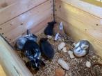 Dwerg konijn / hangoor konijn, Dieren en Toebehoren, Konijnen, Mannelijk, Dwerg, Hangoor, 0 tot 2 jaar