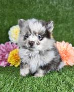 Dwergkees / kleinkees pomeriaan pup, Dieren en Toebehoren, België, Keeshond, Reu, CDV (hondenziekte)