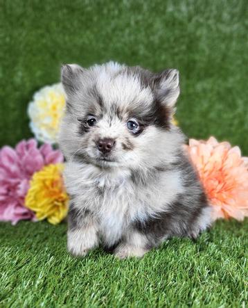 Dwergkees / kleinkees pomeriaan pup beschikbaar voor biedingen