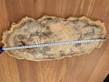 Prachtig versteende houten schijf 49 cm op 24 cm Dikte 1 cm  beschikbaar voor biedingen