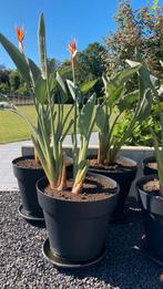 Strelitzia reginae , paradijsvogel, Tuin en Terras, Zomer, Vaste plant, Overige soorten, Ophalen