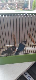 Personatas, Dieren en Toebehoren, Vogels | Overige Vogels