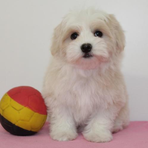 Havanezer - Belgische pups te koop, Dieren en Toebehoren, Honden | Chihuahua's en Gezelschapshonden, Meerdere dieren, Overige rassen