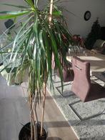 DRAKENPLANT, Enlèvement