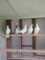 Sierduifjes te koop, Dieren en Toebehoren, Vogels | Duiven