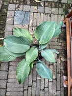 Hosta Sielboldiana, Ophalen