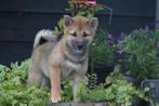 Chiots Shiba Inu de différentes couleurs disponibles ici, 15 semaines à 1 an, Étranger, Parvovirose, Autres races