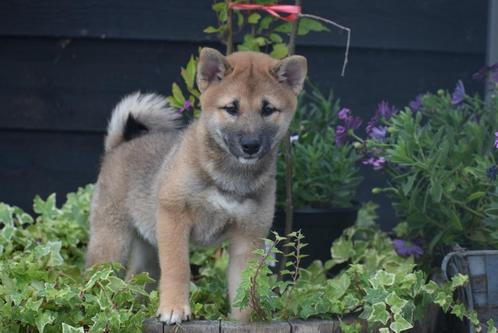 Chiots Shiba Inu de différentes couleurs disponibles ici, Animaux & Accessoires, Chiens | Huskys, Loulous & Types primitifs, Plusieurs animaux