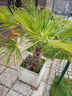 Rabarber plant en pot. 5€, Tuin en Terras, Ophalen