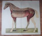 oude schoolplaten koe paard spieren skelet in oude map, Antiek en Kunst, Antiek | Schoolplaten, Verzenden