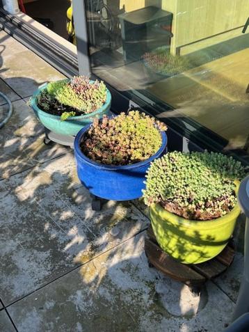 pots en céramique 30, 35 et 36cm beschikbaar voor biedingen