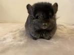 Chinchilla vrouw (homo ebony rpa), Dieren en Toebehoren, Vrouwelijk, Chinchilla, Tam