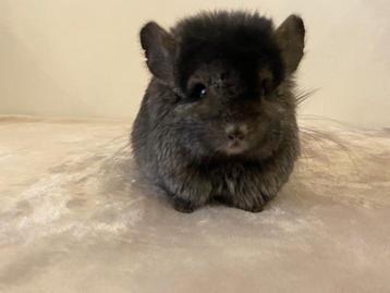 Chinchilla vrouw (homo ebony rpa) 