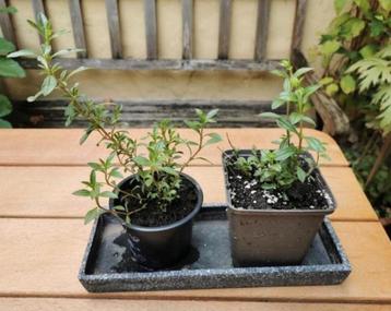 ﻿Satureja montana - bonenkruid - plant voor buiten., Tuin en Terras, Planten | Tuinplanten, Ophalen, Volle zon, Vaste plant, Kruiden