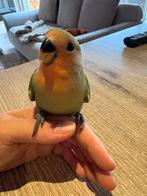 Handtamme dwergpapegaai, Dieren en Toebehoren, Meerdere dieren, Dwergpapegaai of Agapornis, Tam