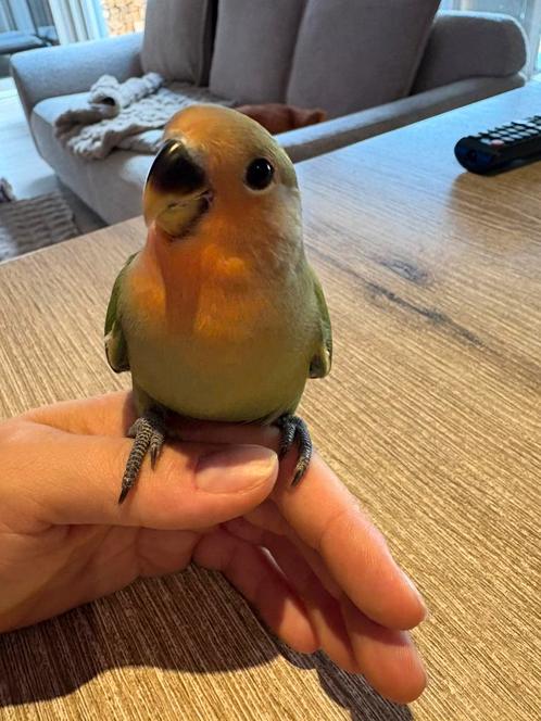 Handtamme dwergpapegaai, Dieren en Toebehoren, Vogels | Parkieten en Papegaaien, Dwergpapegaai of Agapornis, Meerdere dieren, Tam