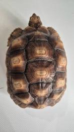 Centrochelys sulcata (Tortue), Enlèvement, Neuf, Autres types