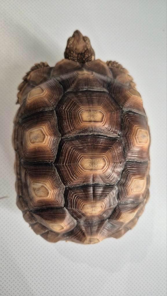 Centrochelys sulcata (Tortue), Animaux & Accessoires, Reptiles & Amphibiens | Accessoires, Neuf, Autres types, Enlèvement