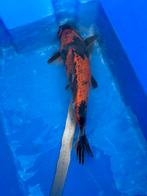 Grote japanse koi, Dieren en Toebehoren, Vissen | Vijvervissen