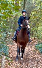 Brave 11j merrie normale prijs, Dieren en Toebehoren, Merrie