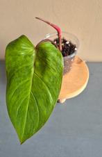 Philodendron painted lady, Ophalen of Verzenden