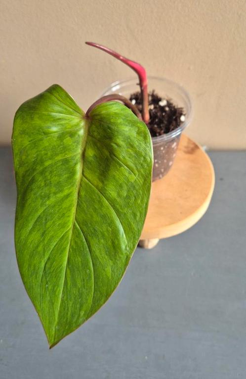 Philodendron painted lady, Huis en Inrichting, Kamerplanten, Ophalen of Verzenden