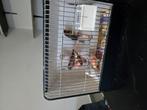 Kanarie vogels 6, 2025, Dieren en Toebehoren, Vogels | Hokken en Kooien, Ophalen, Zo goed als nieuw