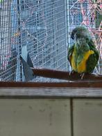 Poicephalus, bruinkop en bonte boer, Dieren en Toebehoren, Papegaai, Geringd
