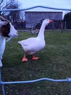 Gans, Dieren en Toebehoren, Geslacht onbekend