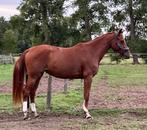 Merrie 3,5 jaar v. Elvis ter Putte, Dieren en Toebehoren, Paarden, Merrie, Springpaard, Gechipt, Zadelmak