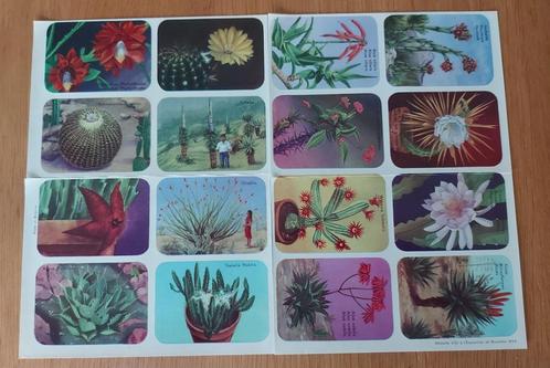 16 gravures sur acier 1958 Cactus, Collections, Photos & Gravures, Comme neuf, Gravure, Nature, 1940 à 1960, Enlèvement ou Envoi