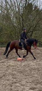 Superbe petite jument, Dieren en Toebehoren, Merrie, Minder dan 160 cm, Zadelmak, Recreatiepaard