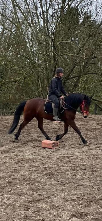 Superbe petite jument beschikbaar voor biedingen