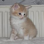 Maine Coon Kitten Beschikbaar, Dieren en Toebehoren, Katten en Kittens | Raskatten | Langhaar, Kater, Gechipt, 0 tot 2 jaar