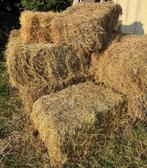 Gratis 20 botten hooi 2024, Dieren en Toebehoren, Schapen, Geiten en Varkens
