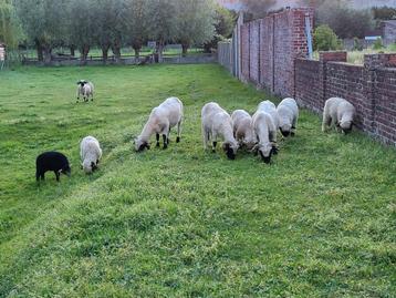 Walliser schwarznase zwartneusschapen 