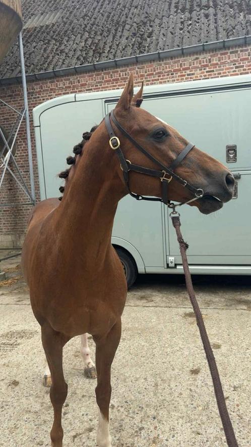 Brave 8 jaarse ruin, Dieren en Toebehoren, Paarden, Ruin