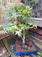 Collection de bonsai, Tuin en Terras, Planten | Bomen, Ophalen