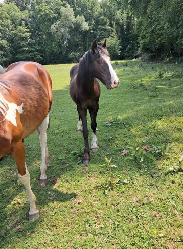 C pony's  beschikbaar voor biedingen