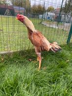 Hint shamo, Dieren en Toebehoren, Pluimvee, Mannelijk, Kip