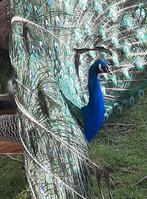 Jonge blauwe pauwen, Dieren en Toebehoren